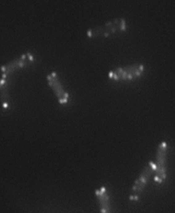 Colocalization of RecA and CheW proteins at Salmonella enterica