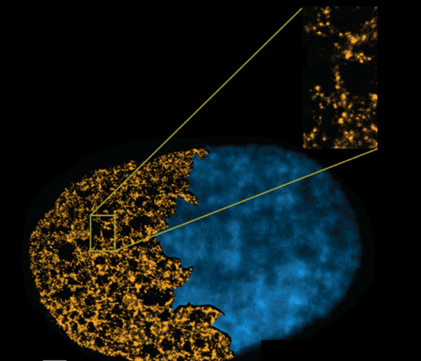 Super-resolution imaging of nuclear organization