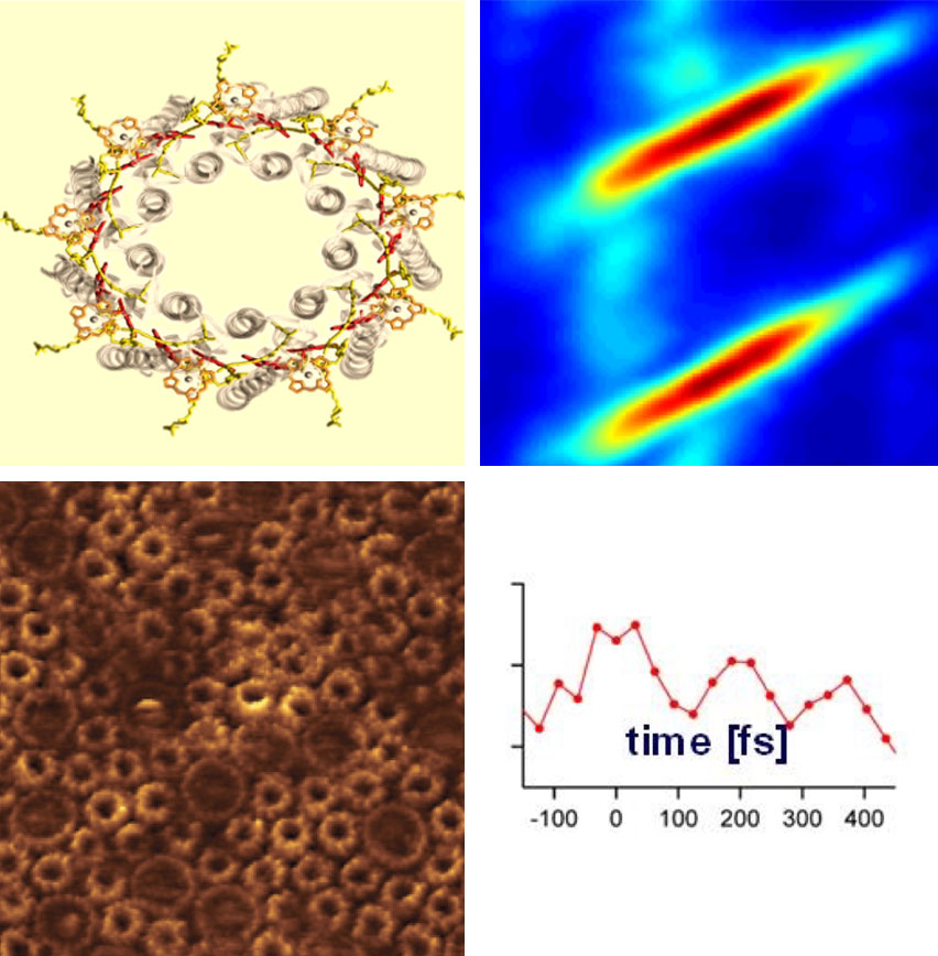 Quantum Biology