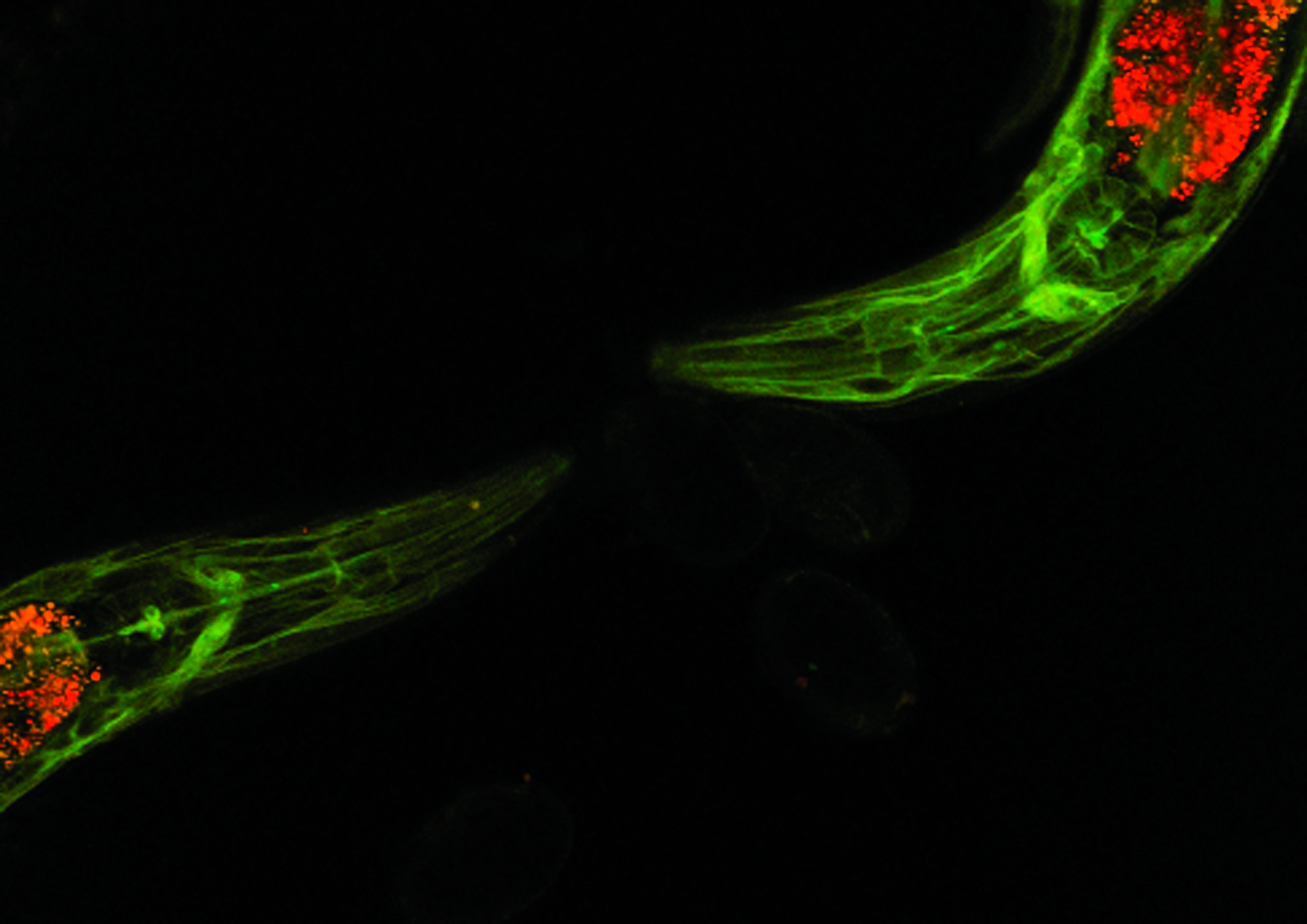 Neurophotonics and Mechanical Systems Biology