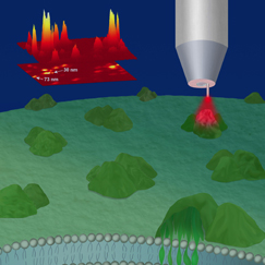 Single Molecule Biophotonics