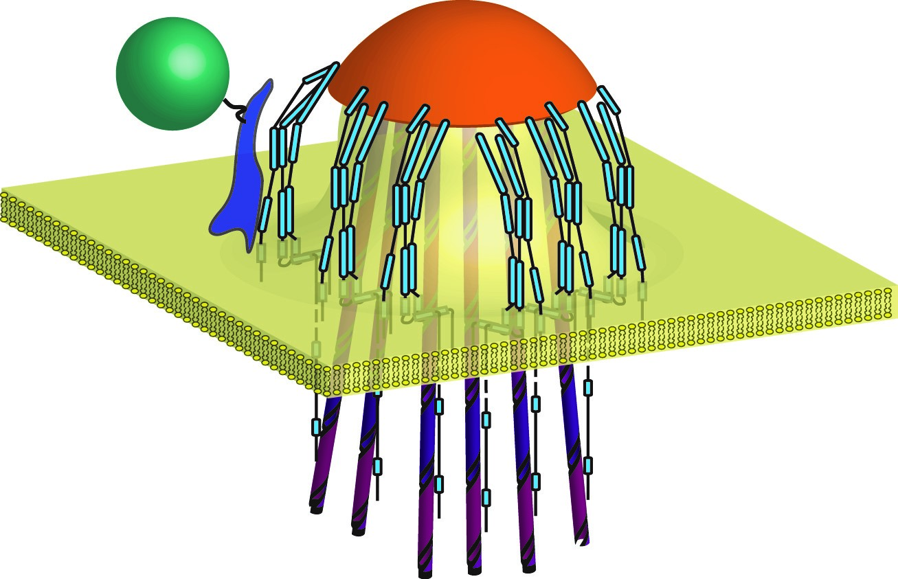 Membrane Mechanics at the Endoplasmic Reticulum